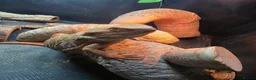 Bearded Dragon reptiles for sale: Male bearded dragon , proven breeder in Northallerton - Advert 5