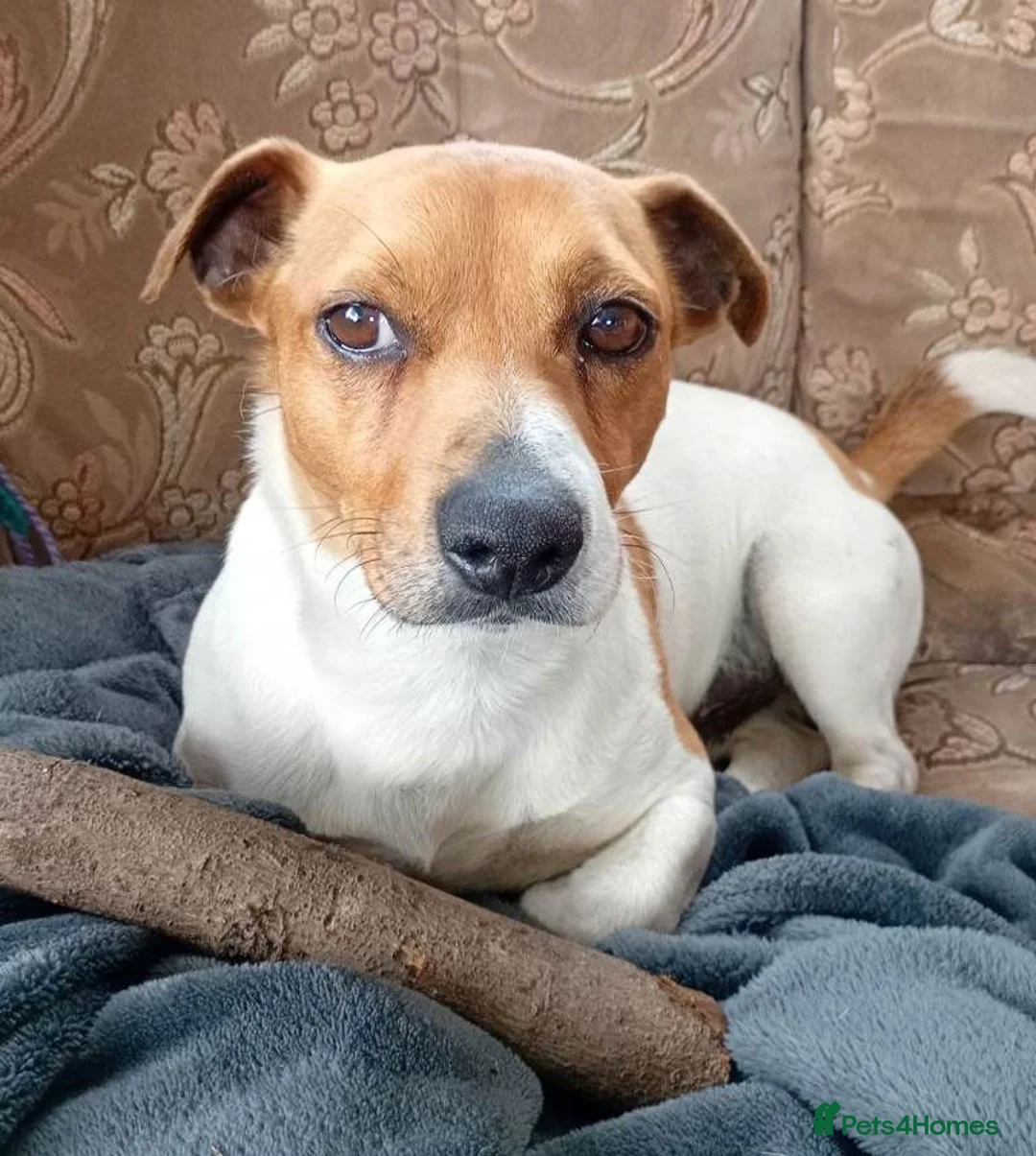 Jack Russell dogs for sale: Jack Russell  in Leicester - Advert 2