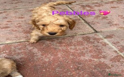 Cockapoo dogs for sale: F1B Cockapoo - Image 1