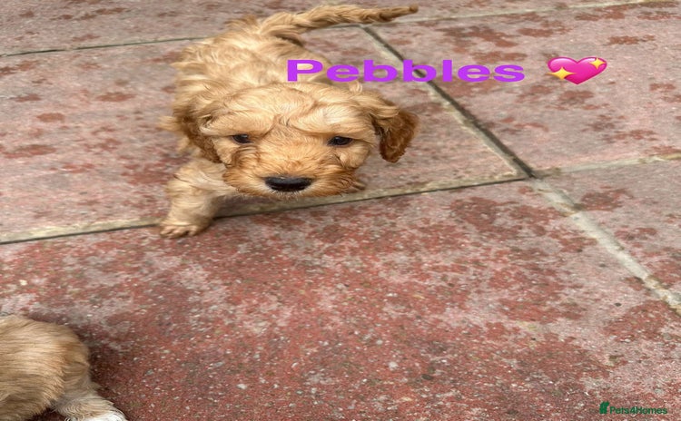 Cockapoo dogs - Advert 15