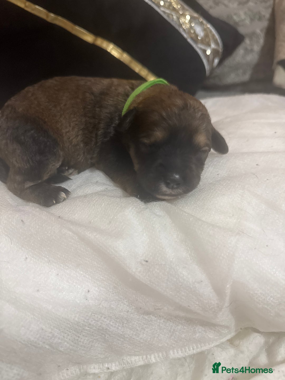 Mixed Breed dogs for sale: Rottweiler cross puppies - Image 8