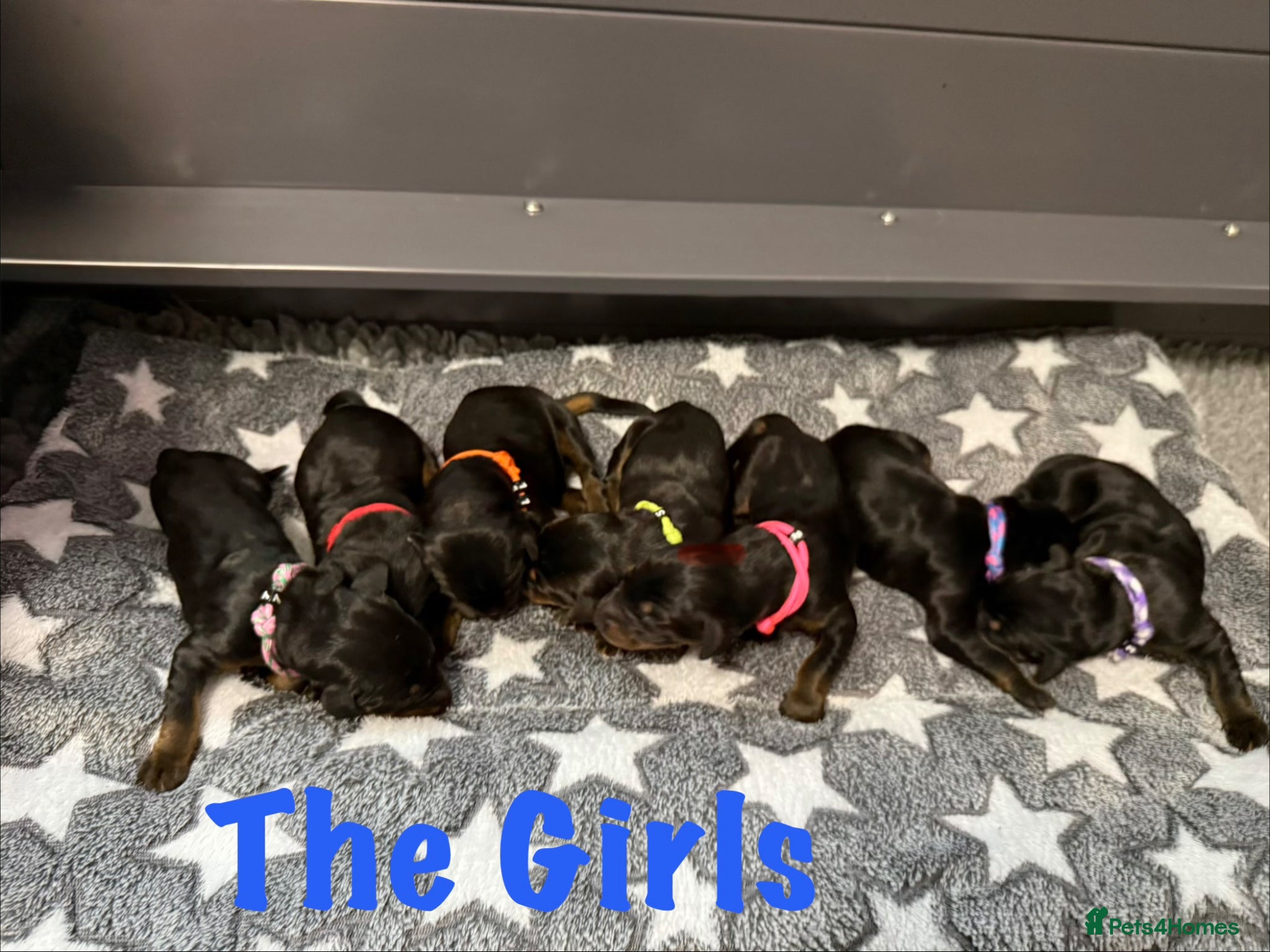 Dobermann dogs Exceptional KC Dobermann Puppies - Advert 2