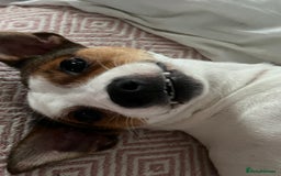 Jack Russell dogs for sale: Stunning Miniature Jack Russell Puppies!!! - Image 25