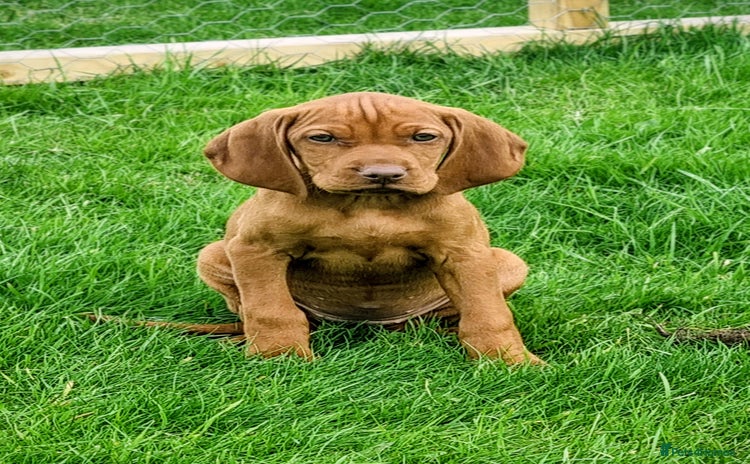 Hungarian Vizsla dogs - Advert 4
