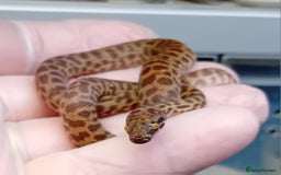 Python Snake reptiles for sale: Children's Python's Males and Females - Image 5