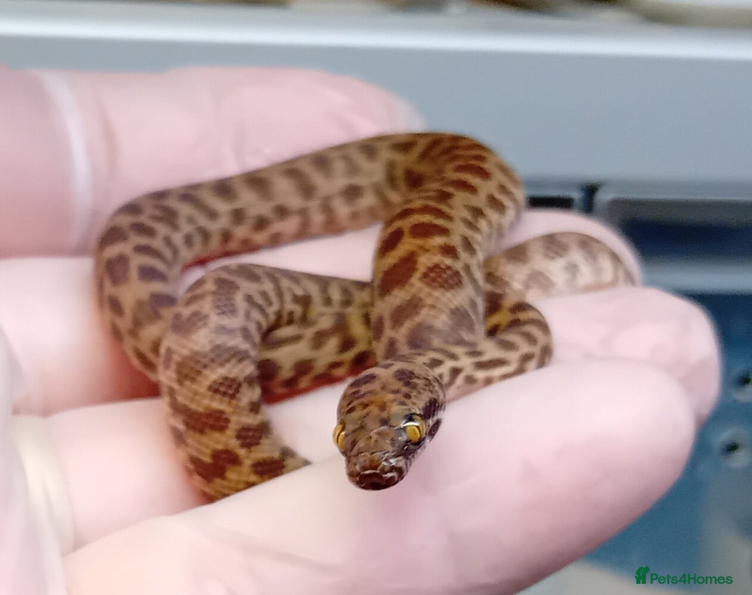 Python Snake reptiles for sale: Children's Python's Males and Females - Image 5