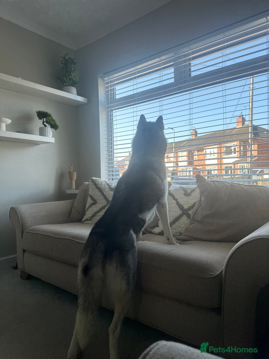 Siberian Husky dogs for sale: 6 year old Siberian Husky - Image 3