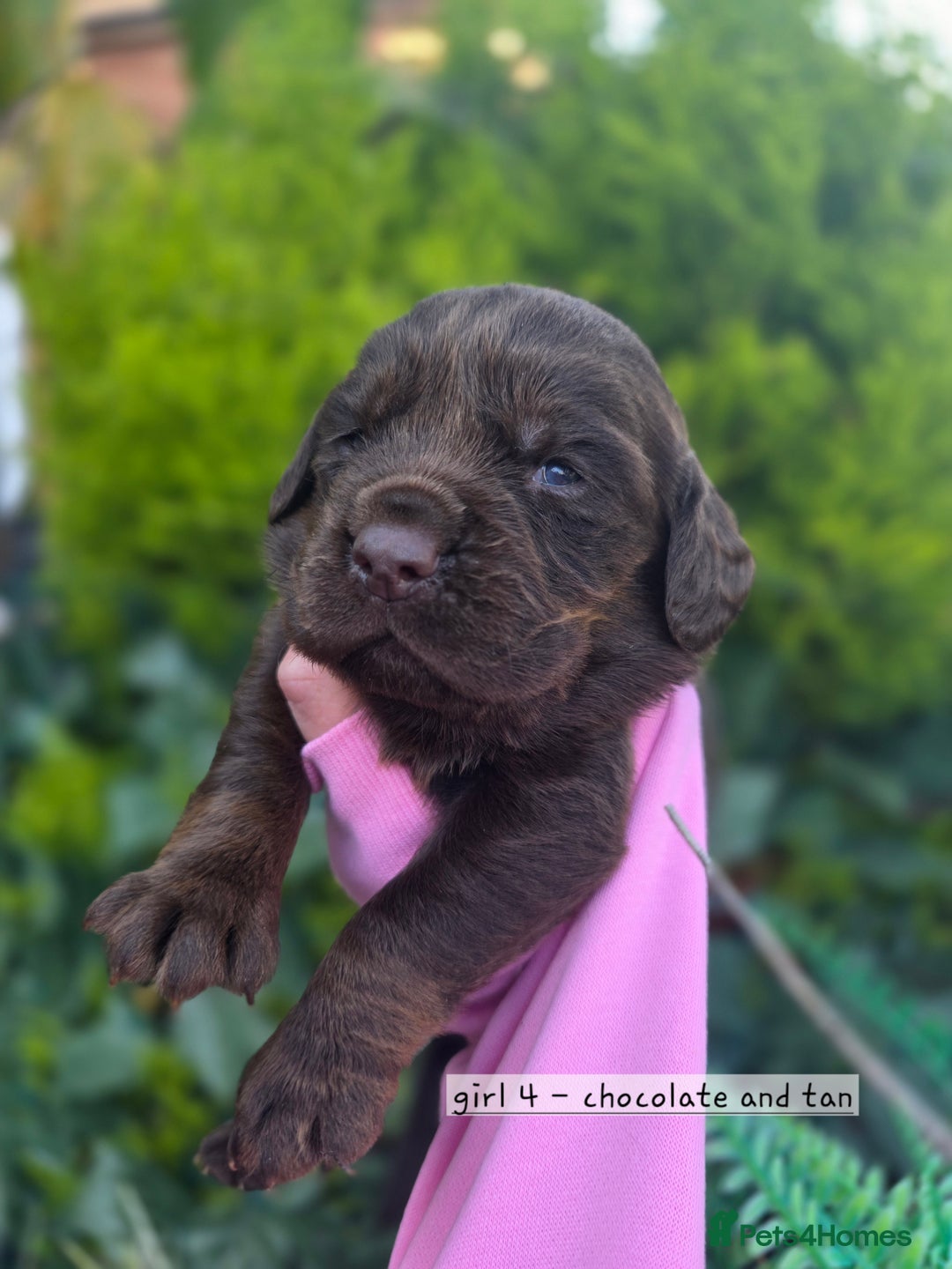 Cockerdor dogs for sale: F1 cockerdor puppies , cocker x labrador  - Image 33