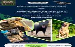 Mixed Breed dogs for sale: Czech shepherd x Belgium malinois - Image 15