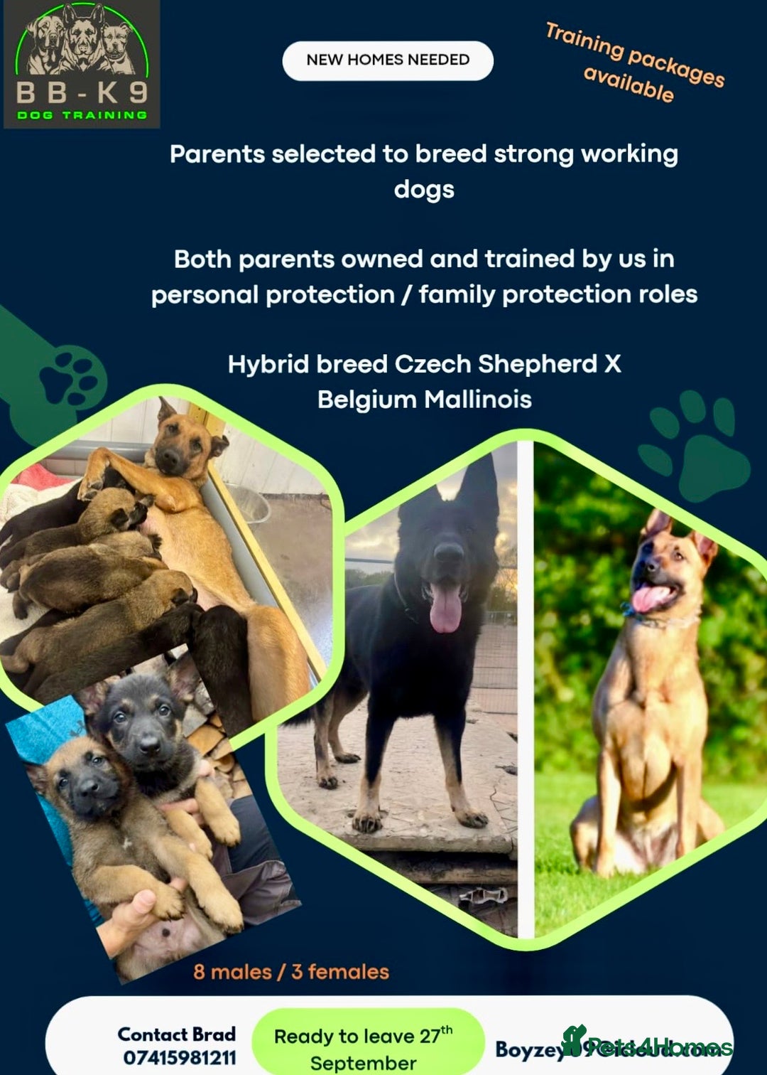 Mixed Breed dogs for sale: Czech shepherd x Belgium malinois - Image 15