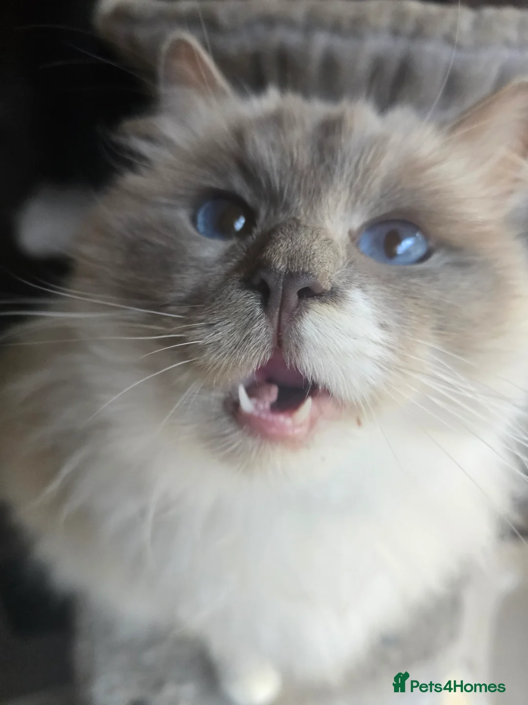 Ragdoll cats for sale: Ragdoll - Advert 3