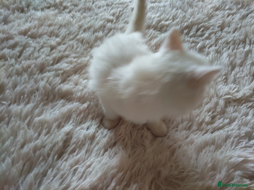 Maine Coon cats for sale: Maine coon kittens for sale  - Image 4
