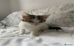 Mixed Breed cats for sale: 2 female kittens for sale - Image 2