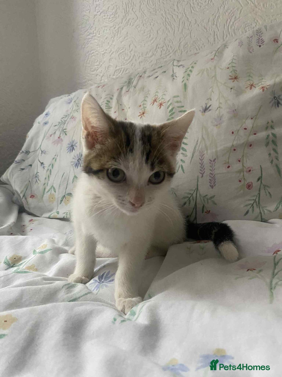Mixed Breed cats for sale: 2 female kittens for sale - Image 2