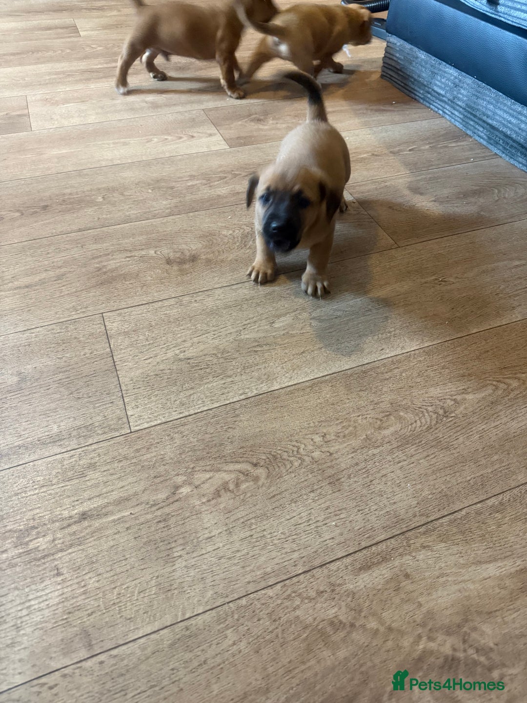 Mixed Breed dogs for sale: Rottweiler cross saluki puppies  - Image 10