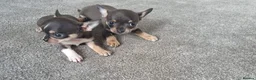 Chihuahua dogs for stud: Chihuahua  tiny male stud - Advert 25