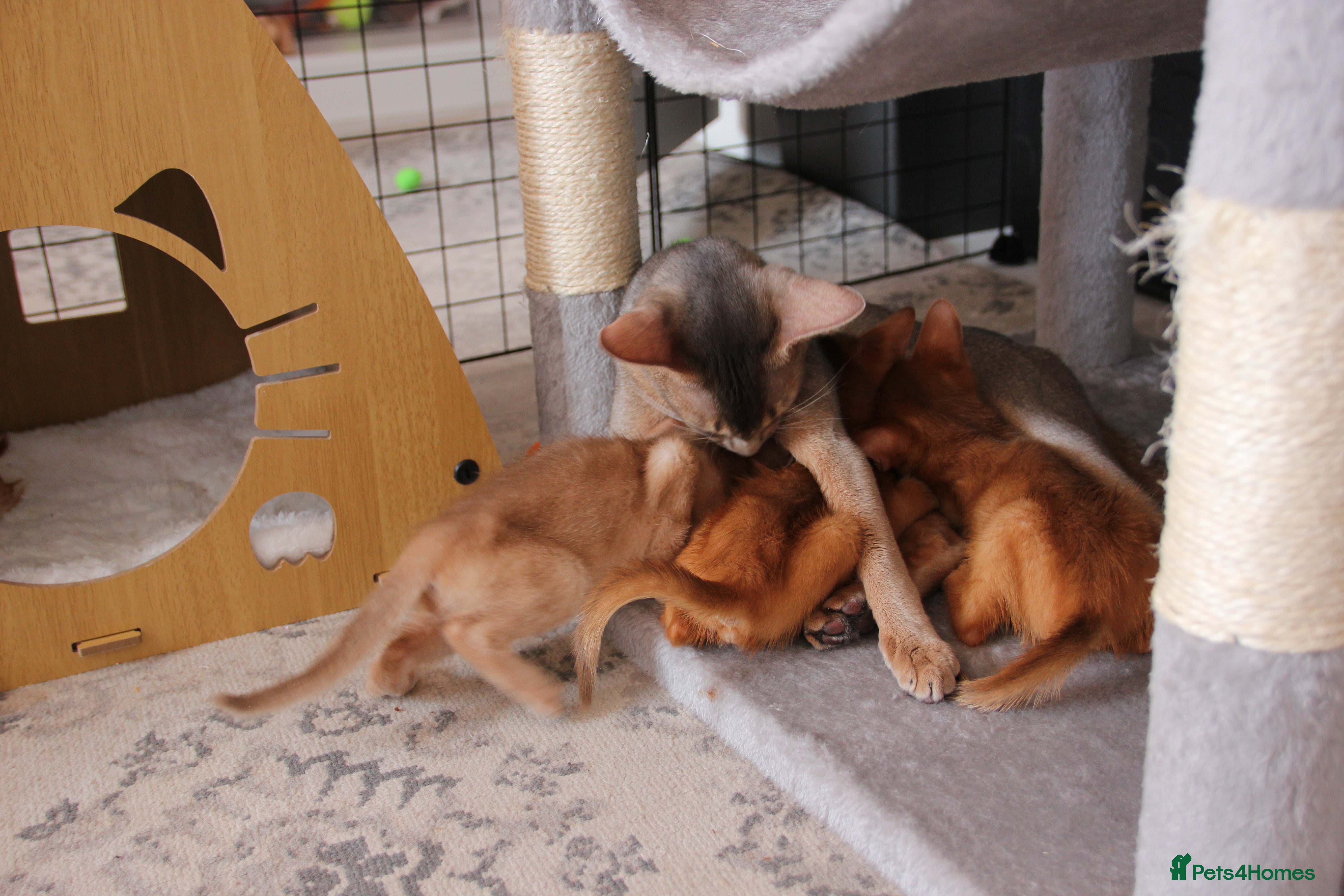 Abyssinian cats Abyssinian BOY & Looking for His Forever Family - Advert 1