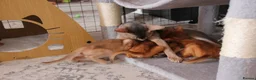 Abyssinian cats for sale: Abyssinian BOY & Looking for His Forever Family - Advert 1