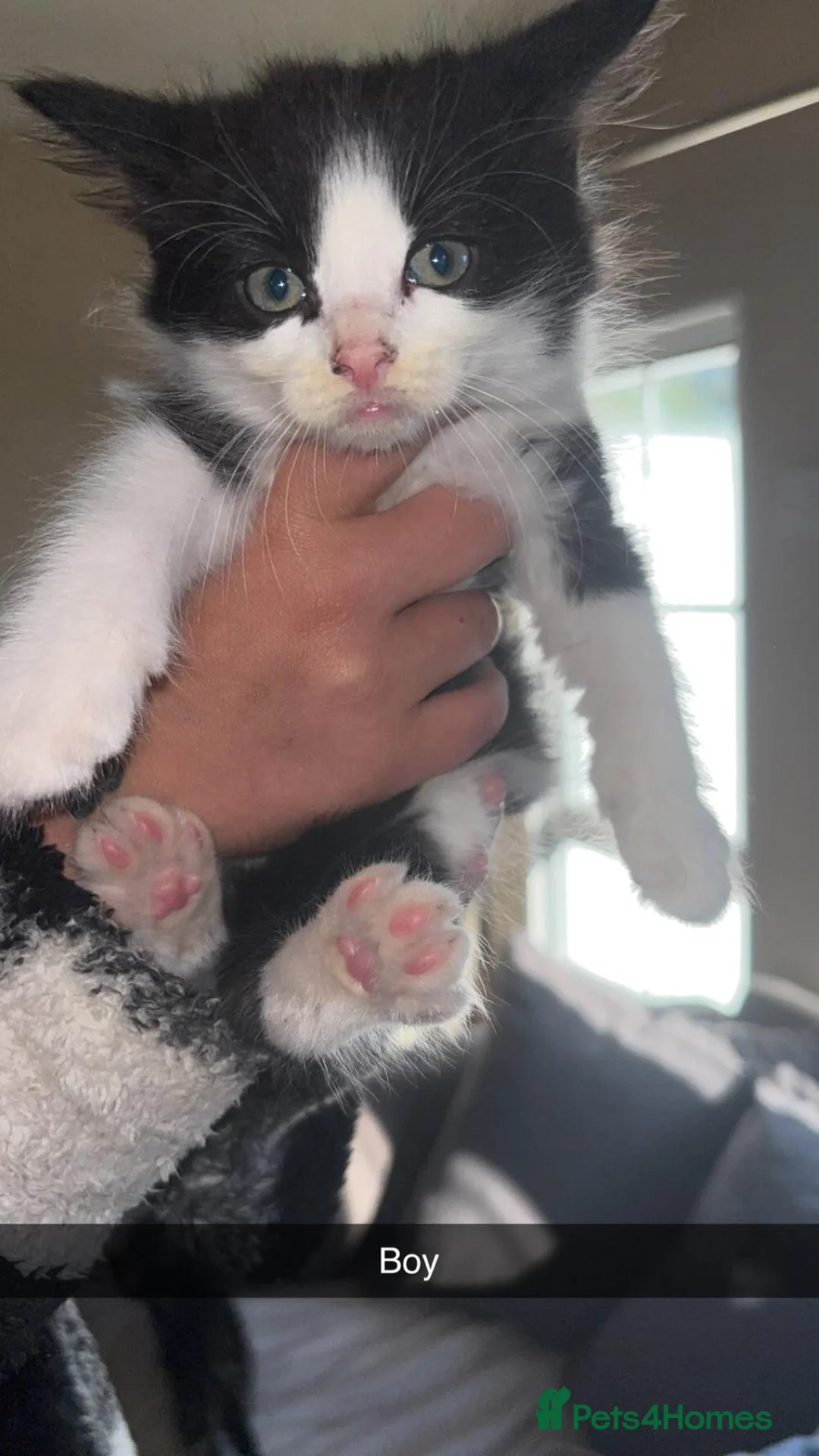 Mixed Breed cats for sale: 6 kittens available  - Advert 2