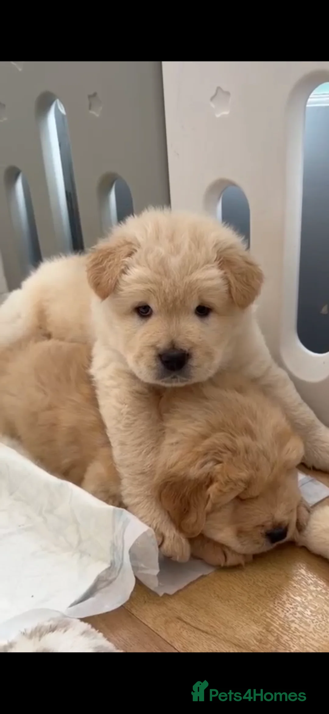 Mixed Breed dogs for sale: Chow cross puppies  - Advert 1