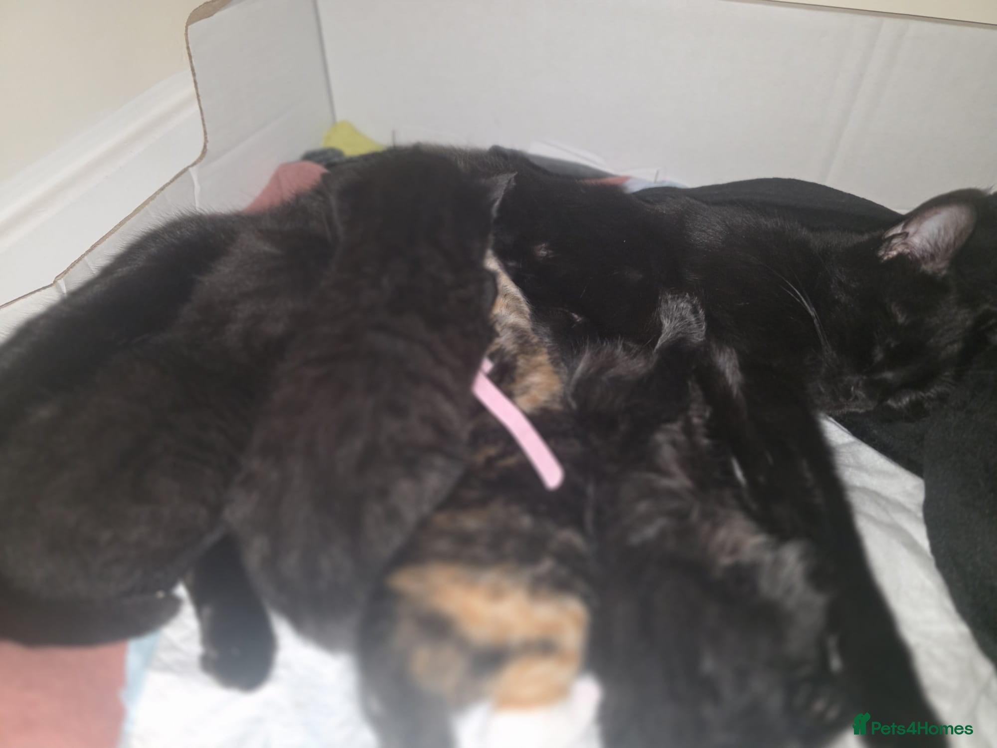 Mixed Breed cats Kittens for sale - Advert 1