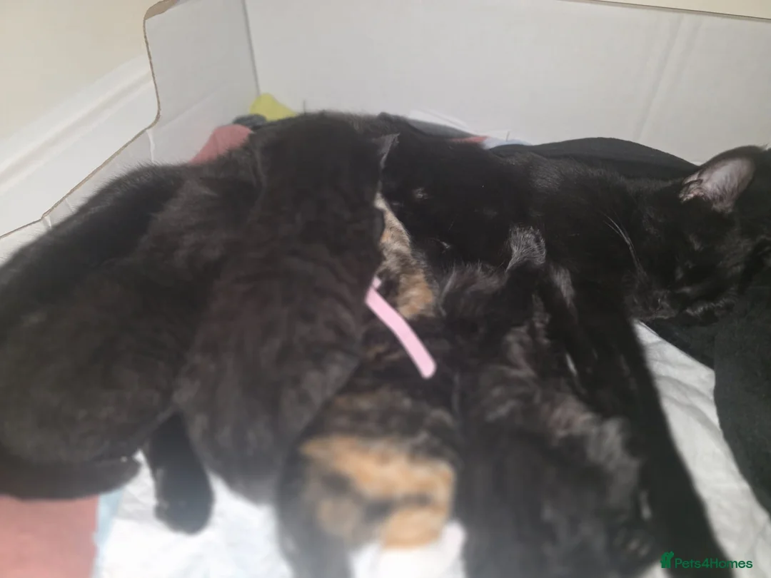 Mixed Breed cats for sale: Kittens for sale in Croydon - Advert 1