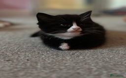 British Shorthair cats for sale: Gorgeous playful British Shorthair kittens  - Image 3