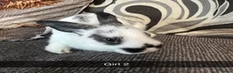 Mixed Breed rabbits for sale: Baby rabbits  - Advert 5