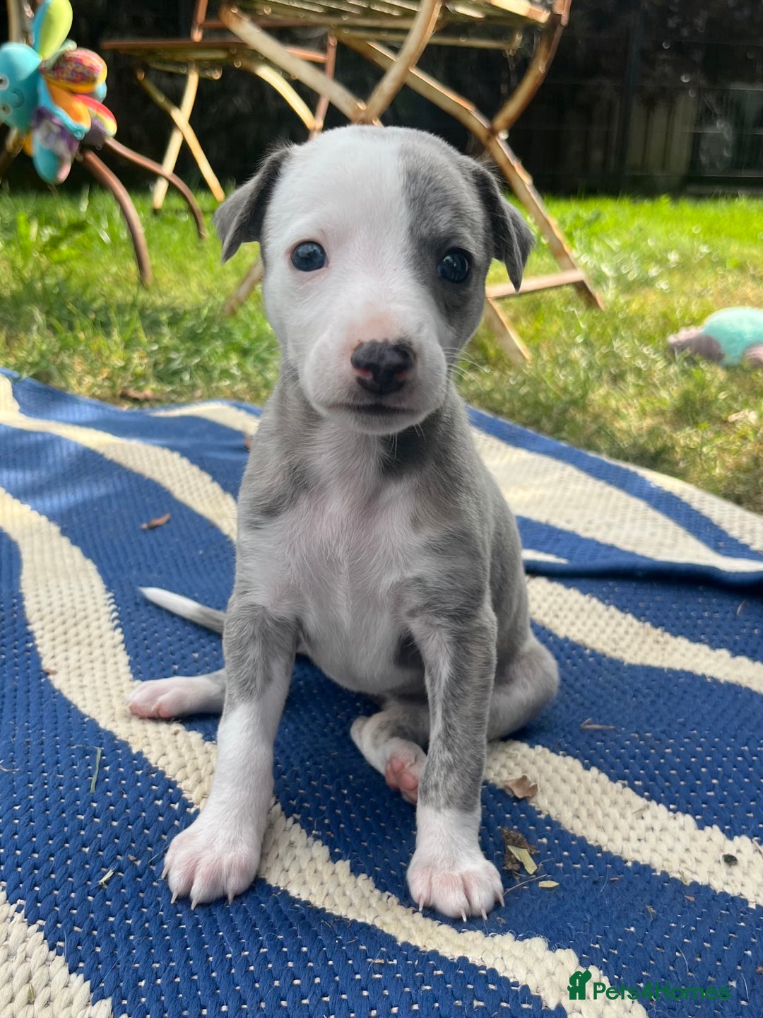 Whippet dogs for sale: Show Quality Blue Brindle KC Registered Whippets - Image 20