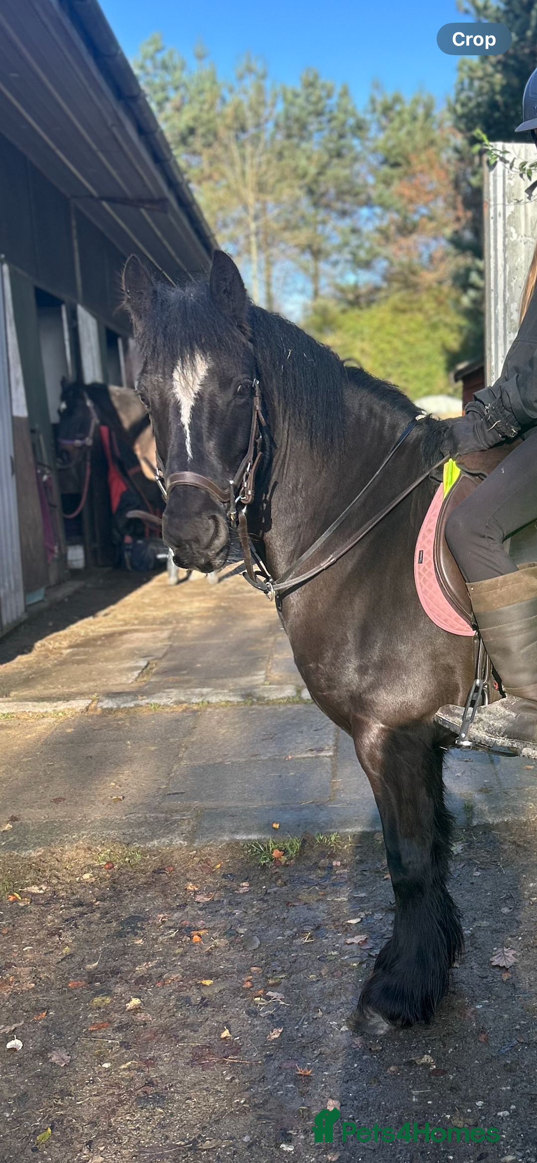 Highland horses for sale: 13.2 pony looking for a job to do - Advert 3