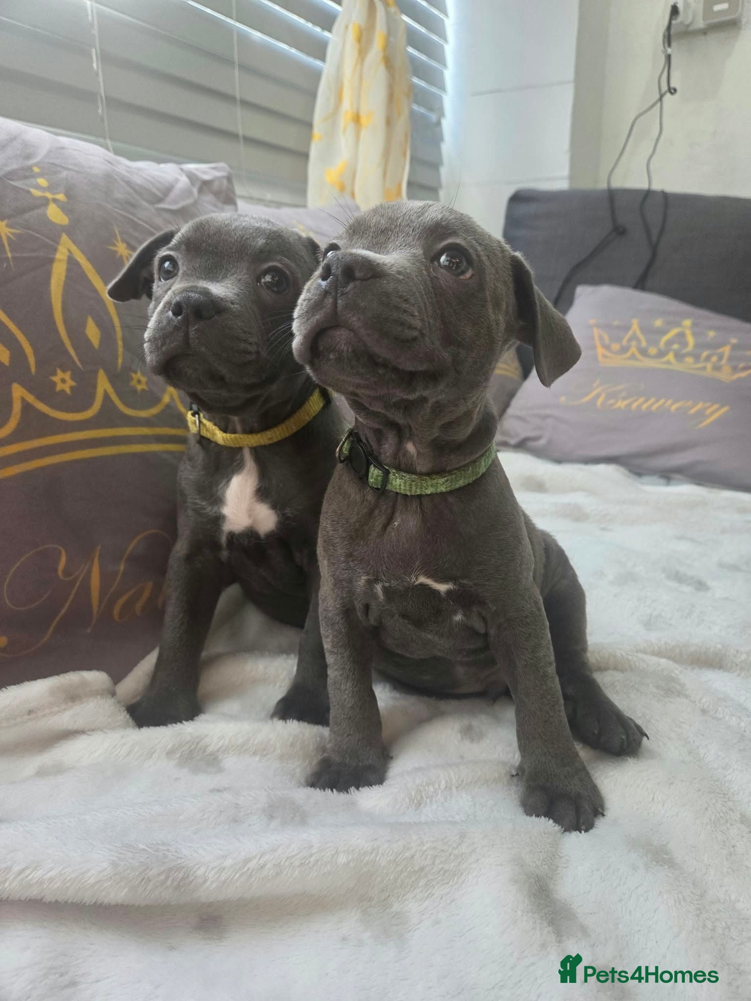 Staffordshire Bull Terrier dogs Beautiful Blue Staffies ❤️🙌 - Advert 14