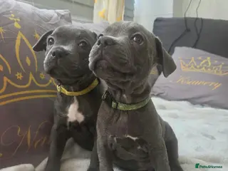 Staffordshire Bull Terrier dogs Beautiful Blue Staffies ❤️🙌 - Advert 14