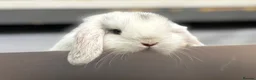 Mini Lop rabbits for sale: 3 pure bred mini lops - Advert 12