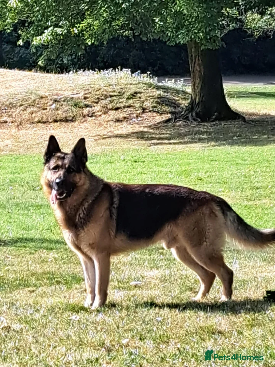 Mixed Breed dogs for sale: F1B Shepkita shepherd puppies ready to leave  - Advert 2