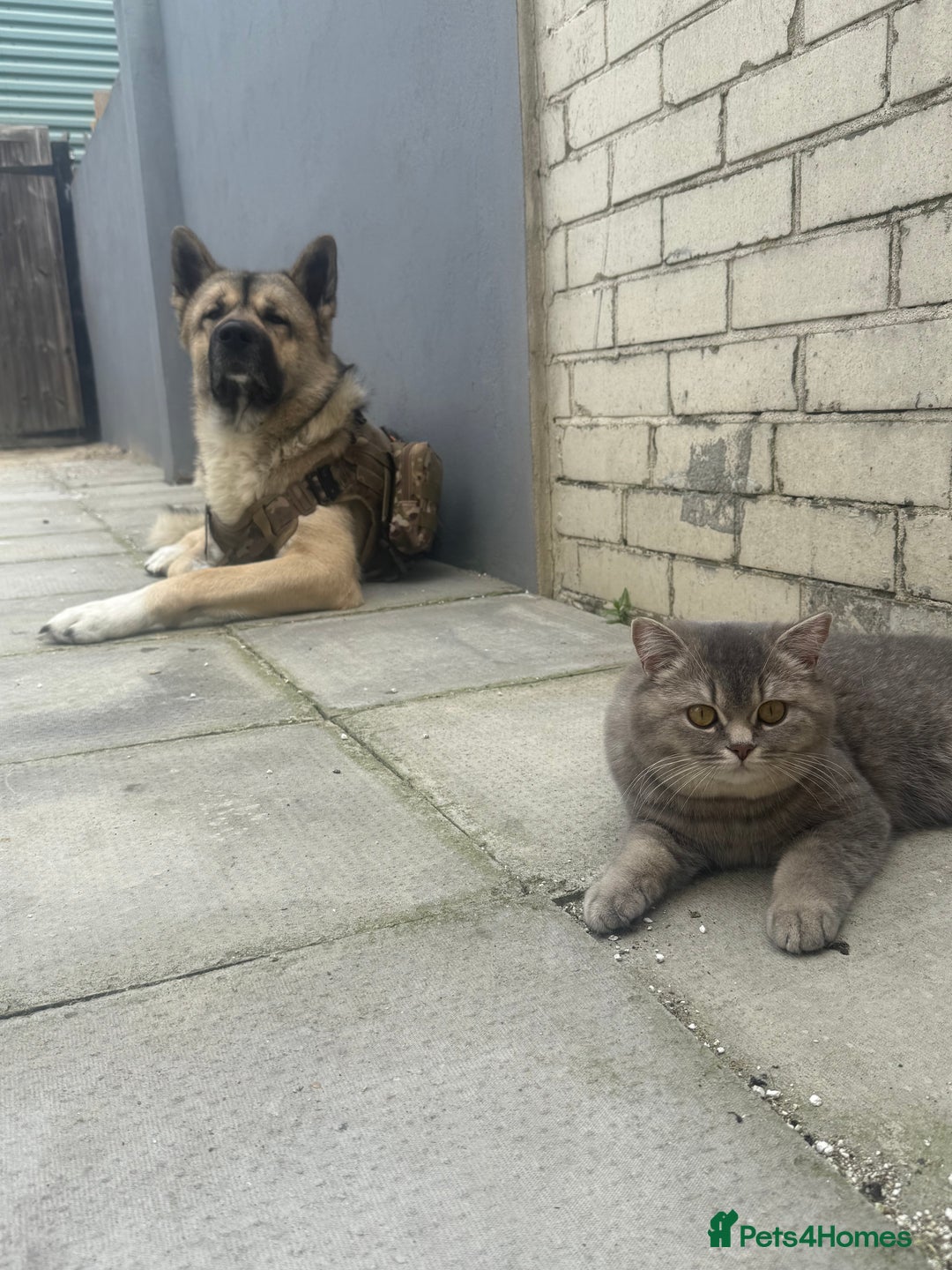 British Shorthair cats for sale: Female British Shorthair  - Image 6