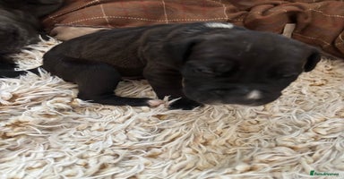 Mixed Breed dogs - Advert 13