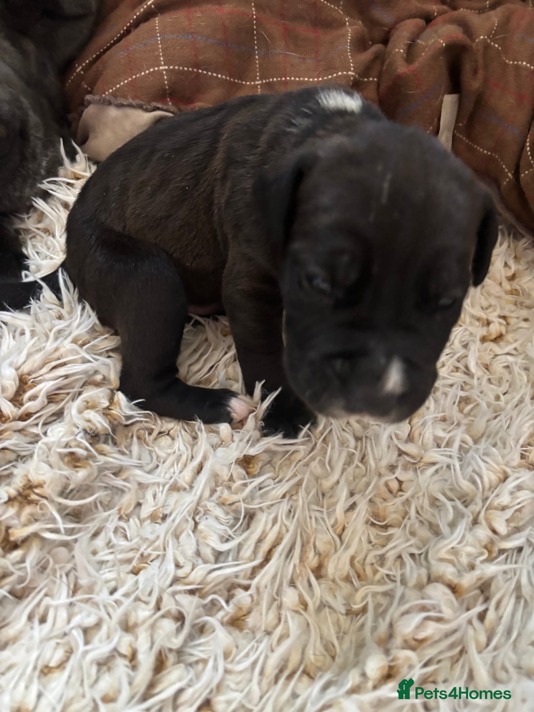 Mixed Breed dogs for sale: Cane corso puppys - Advert 4