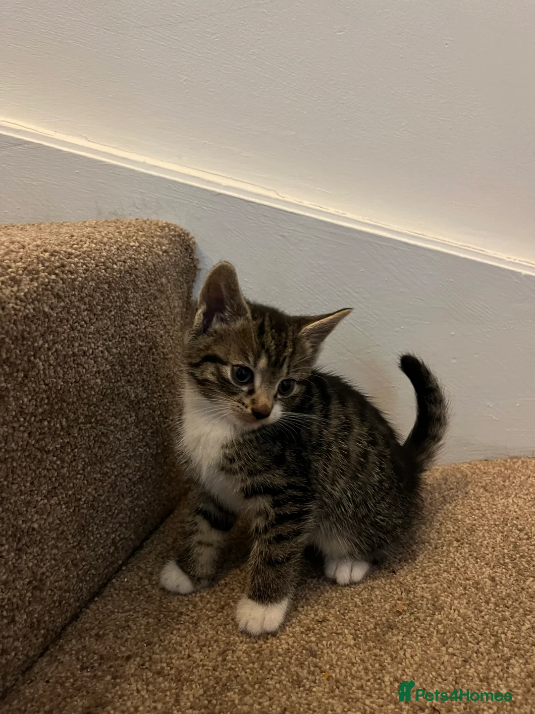 Mixed Breed cats for sale: Kittens ready this week  - Advert 2