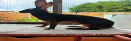 Belgian Hares rabbits for sale: Baby hares looking for new postcodes - Advert 6