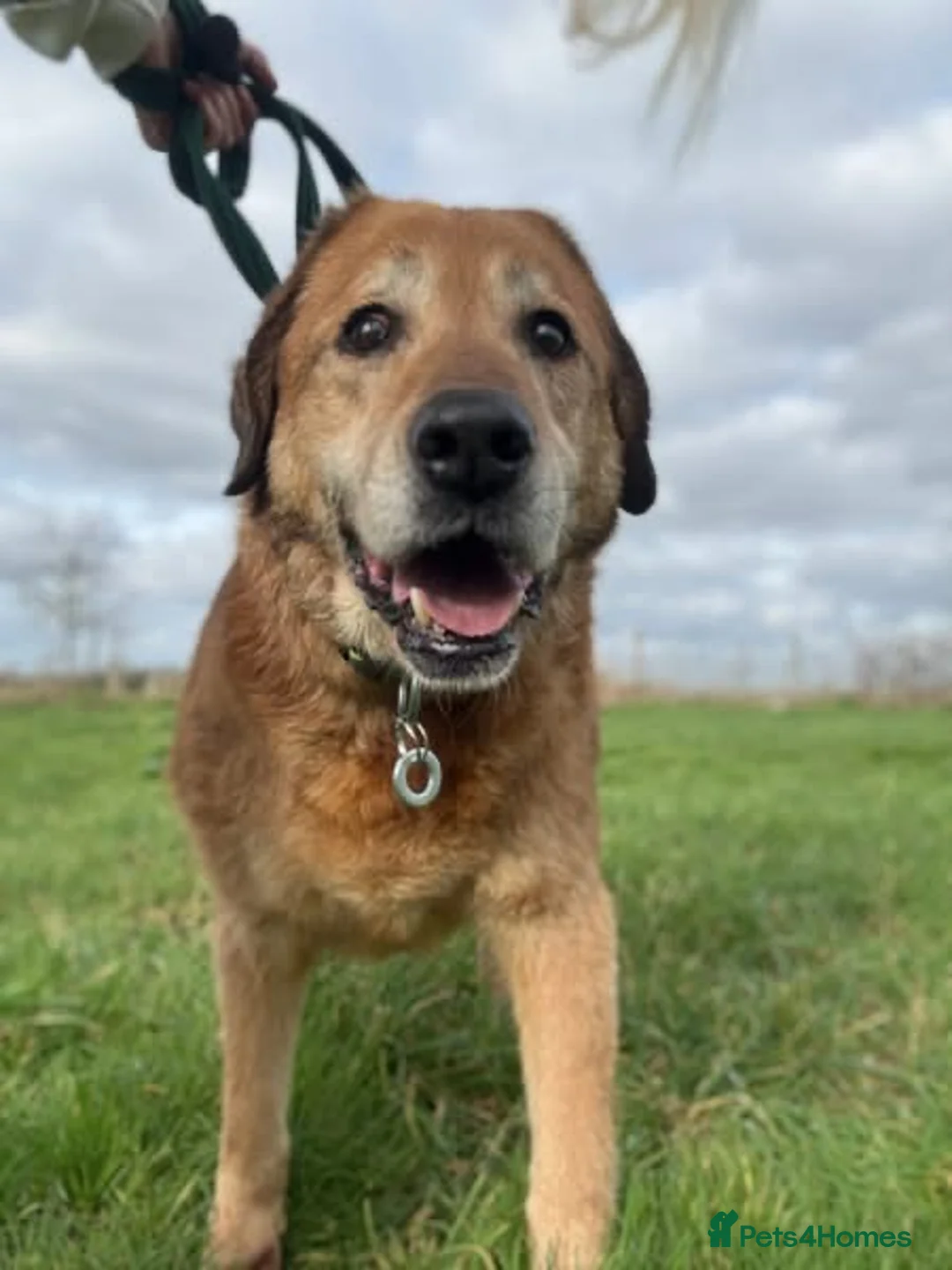 Mixed Breed dogs for adoption: Serghei - Badersfield Norwich  in Norwich - Advert 4