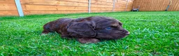 Cockapoo dogs for sale: Cockapoo Babies 🐾🐾🐾 - Advert 11