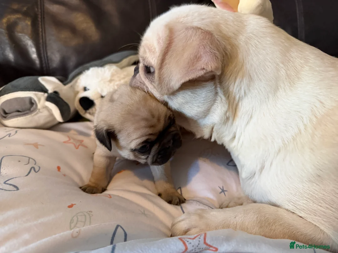 Pug dogs for sale: Pug puppies  in Glasgow - Advert 2