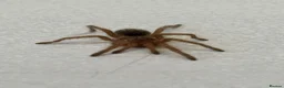 Tarantulas invertebrates for sale: Euathlus truculentus 'Blue' (Chilean Blue ) in Presteigne - Advert 5
