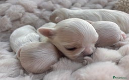 Maltese dogs for sale: ✨💫Tiny Exquisite Bambelina Maltese 💫✨ - Image 5