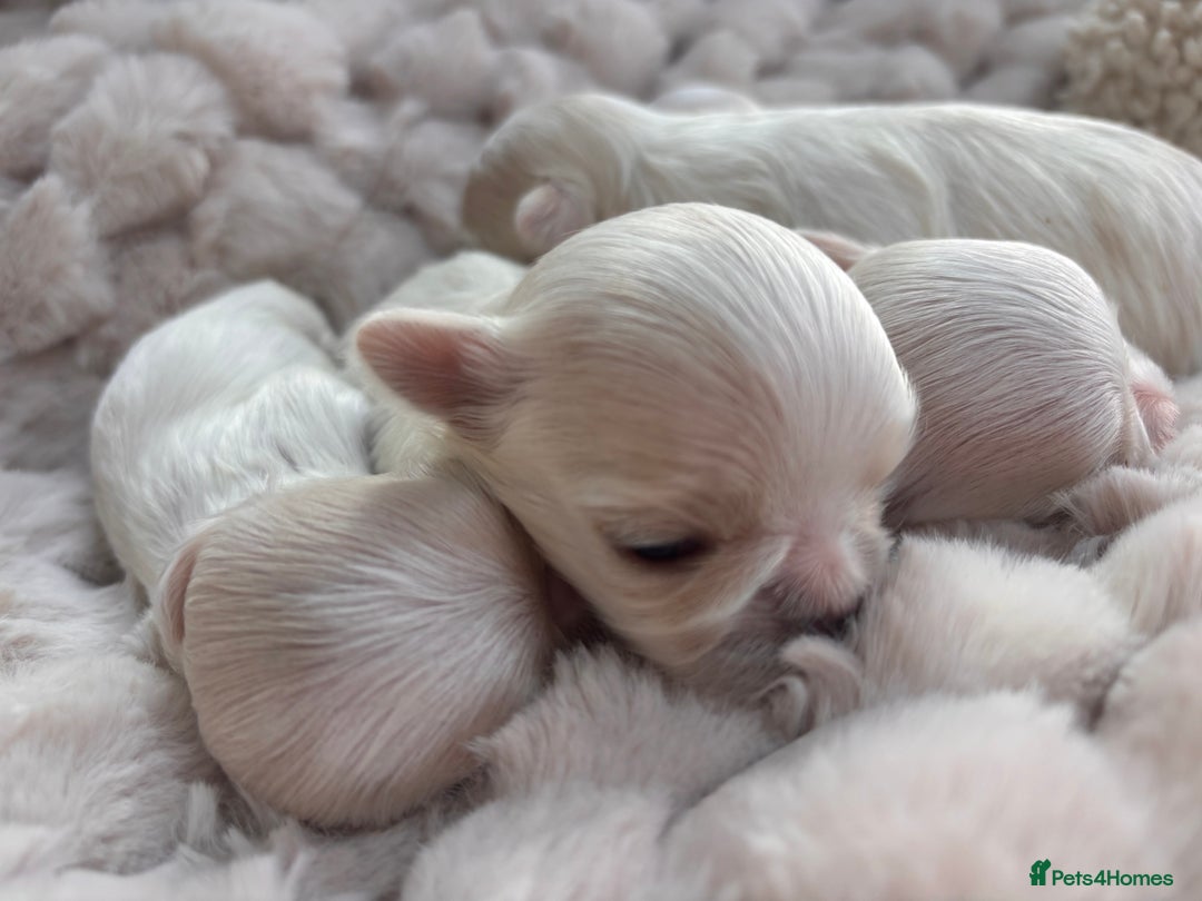 Maltese dogs for sale: ✨💫Tiny Exquisite Bambelina Maltese 💫✨ - Image 5