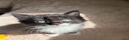 Domestic Shorthair cats for sale: Gorgeous little kittens looking for a forever home - Advert 3
