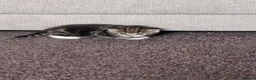 Mixed Breed cats for sale: British short hair X Tabby Kittens - Advert 34