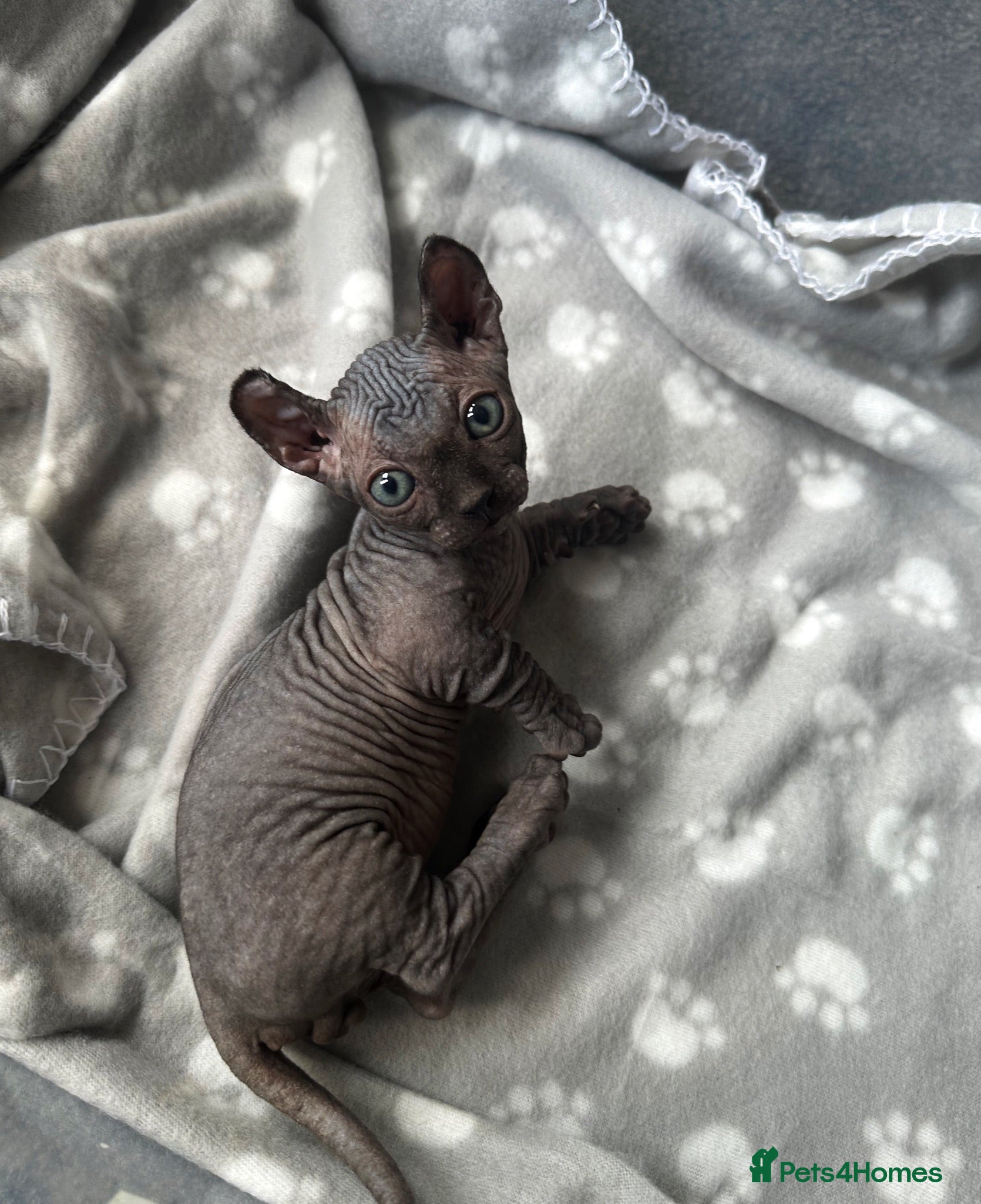 Sphynx cats 🐾 Stunning Sphynx & Dwelf kittens 🐾 - Advert 12