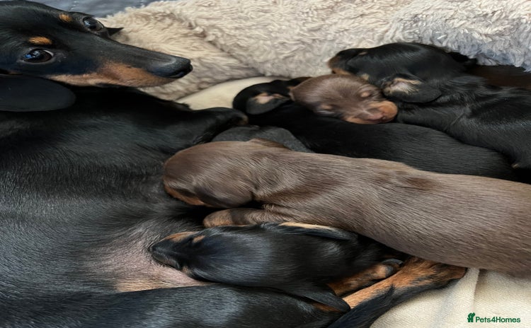 Miniature Dachshund dogs - Advert 1