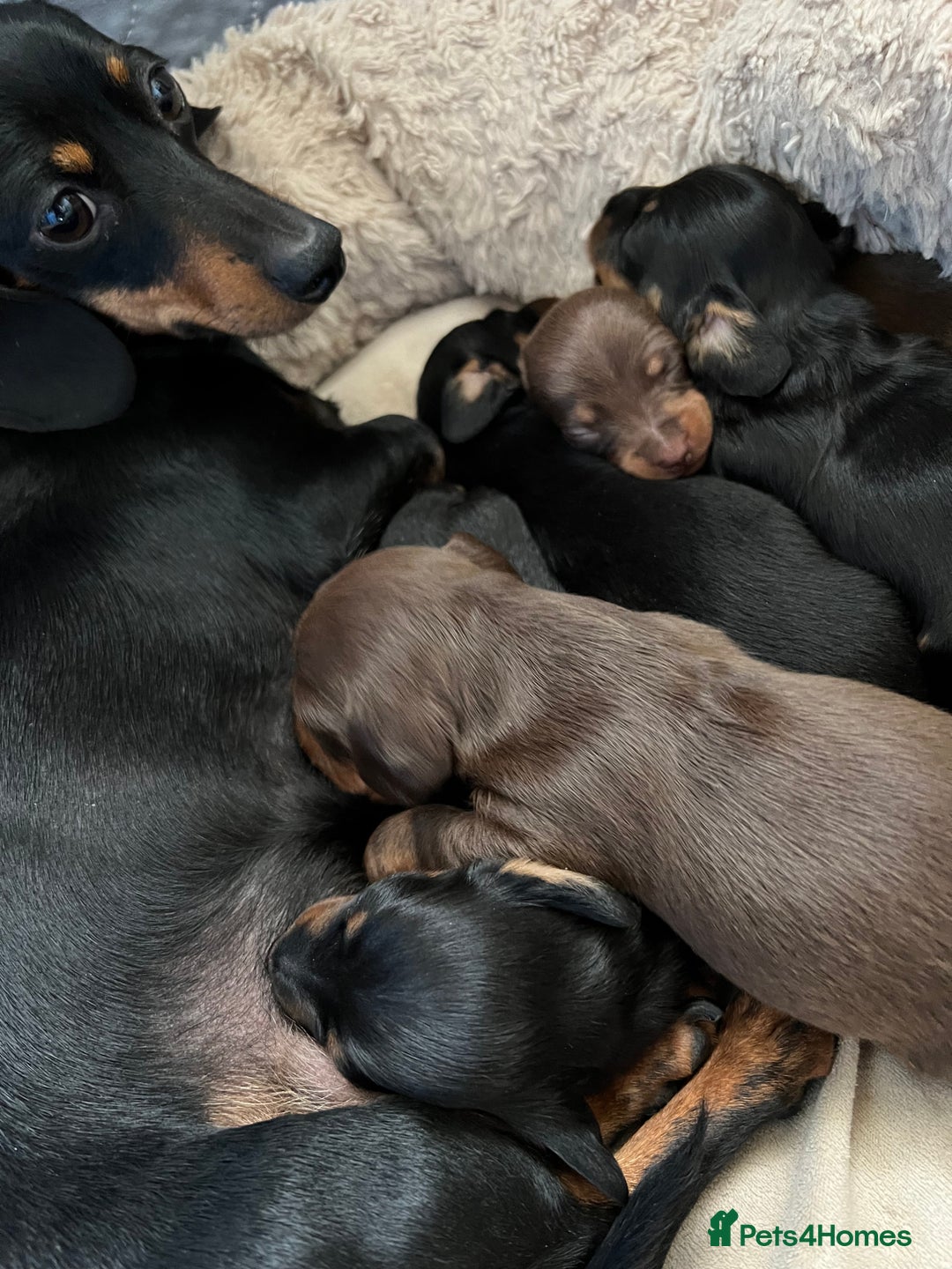 Miniature Dachshund dogs for sale: Adorable Mini Dachshunds  - Image 1